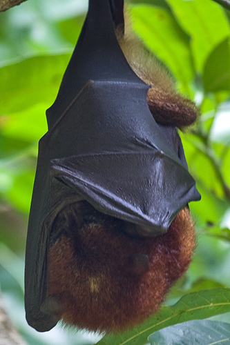 Solomons Flying-fox (Pteropus rayneri) — Near Threatened Mammalia