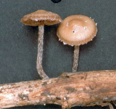 Deconica crobula