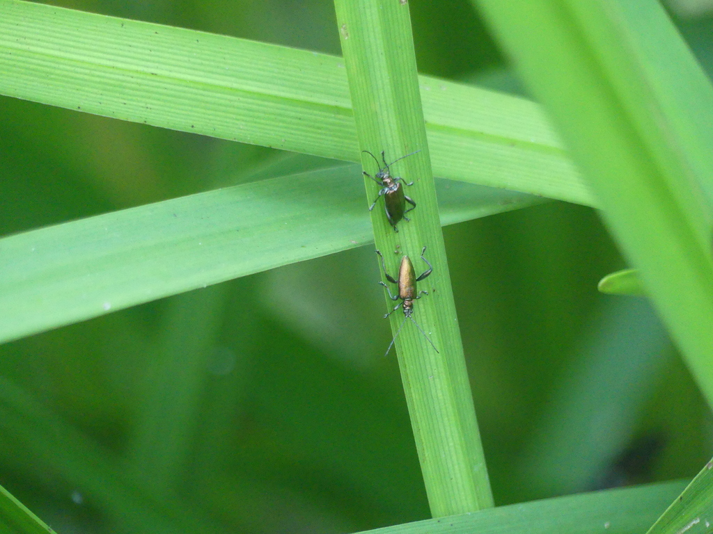 Donacia reticulata