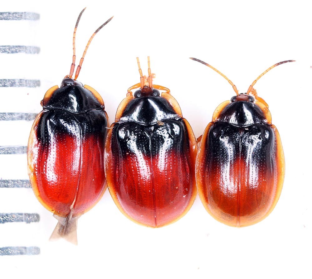 Demotispa