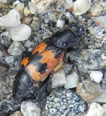 Nicrophorus marginatus