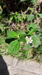 Lippia alba