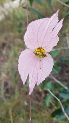 Dalechampia schippii