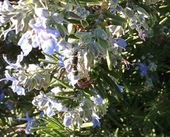 Parancistrocerus declivatus