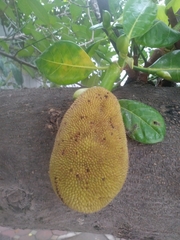 Artocarpus heterophyllus