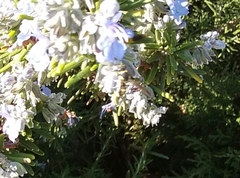 Parancistrocerus declivatus