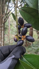 Australian Native Holly (Wilkiea)