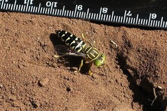 Stictia signata