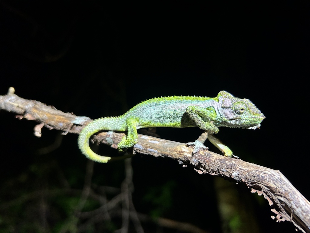 Knysna Dwarf Chameleon in July 2023 by Totes Scelotes. Introduced ...