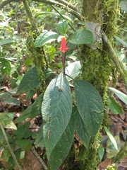 Kohleria inaequalis