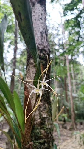 Moi's Orchid