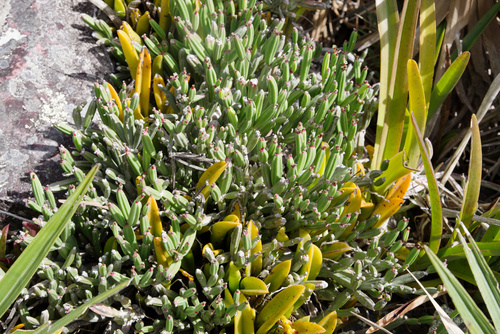 Euphorbia appariciana