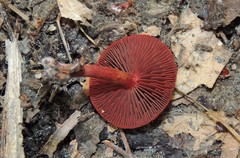 Cortinarius marylandensis