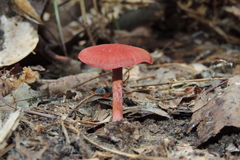 Cortinarius marylandensis