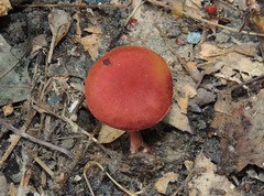 Cortinarius marylandensis