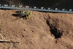 Stictia signata