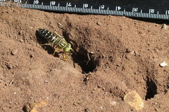 Stictia signata