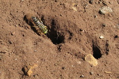 Stictia signata