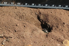 Stictia signata