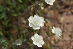 Platystemon californicus