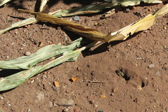 Stictia signata