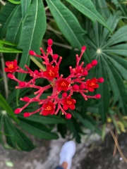 Jatropha multifida