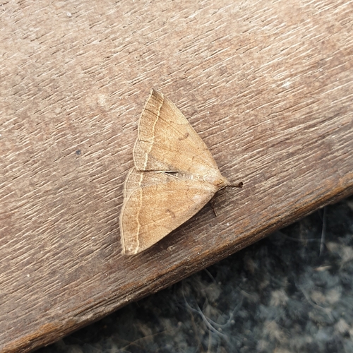 Plumed Fan-foot, 1797 SL Den Hoorn Texel, Nederland, photo 8 of 10