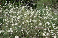Platystemon californicus