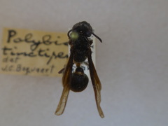 Polybia tinctipennis