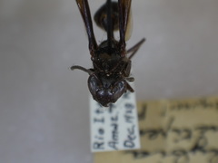 Polybia tinctipennis