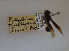 Polybia tinctipennis