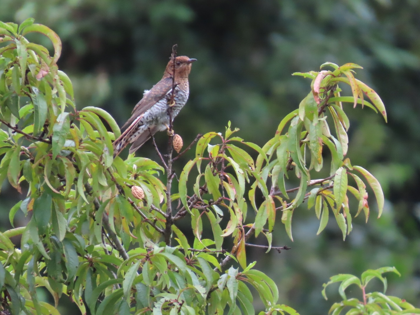 Grey-bellied Cuckoo (Cacomantis passerinus)