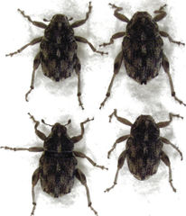 Hypurus bertrandi