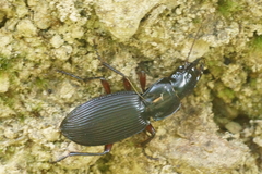 Plocamostethus planiusculus