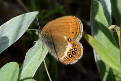 Coenonympha hero