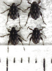 Hypurus bertrandi