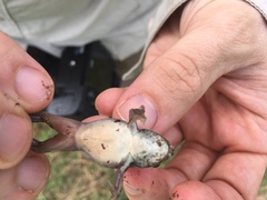 Ranoidea alboguttata