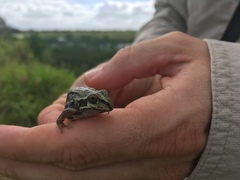 Ranoidea alboguttata