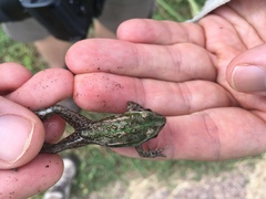 Ranoidea alboguttata