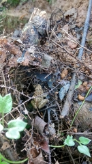 Limnonectes microdiscus