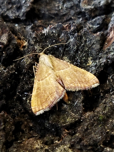 Rosy Tabby photo 5