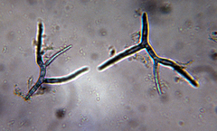 Tricladium angulatum