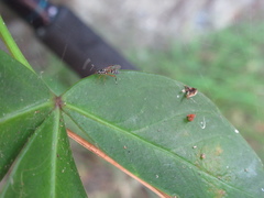 Glabridorsum stokesii