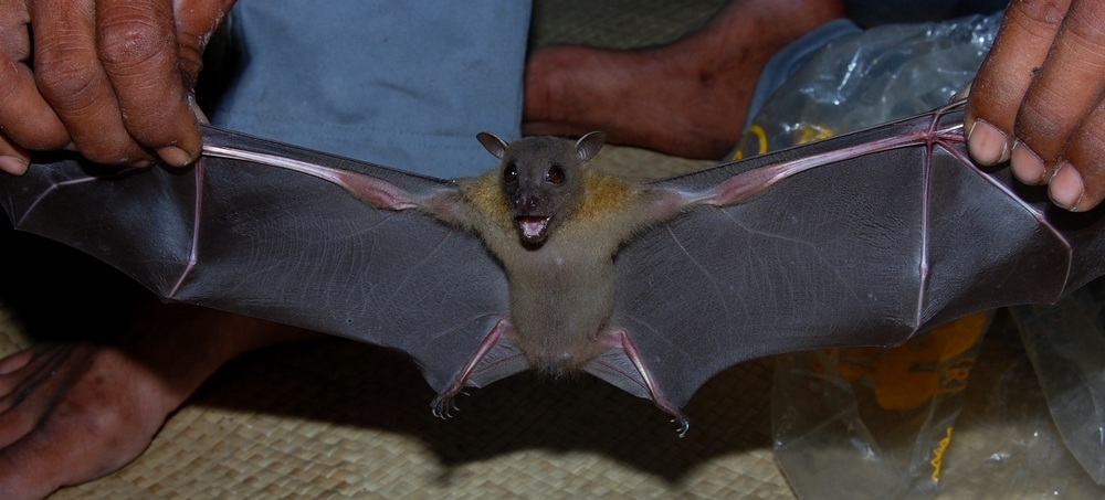 Minute Fruit Bat