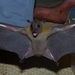 Minute Fruit Bat - Photo (c) Wie146, some rights reserved (CC BY-SA)