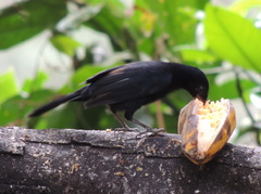 Turdus serranus