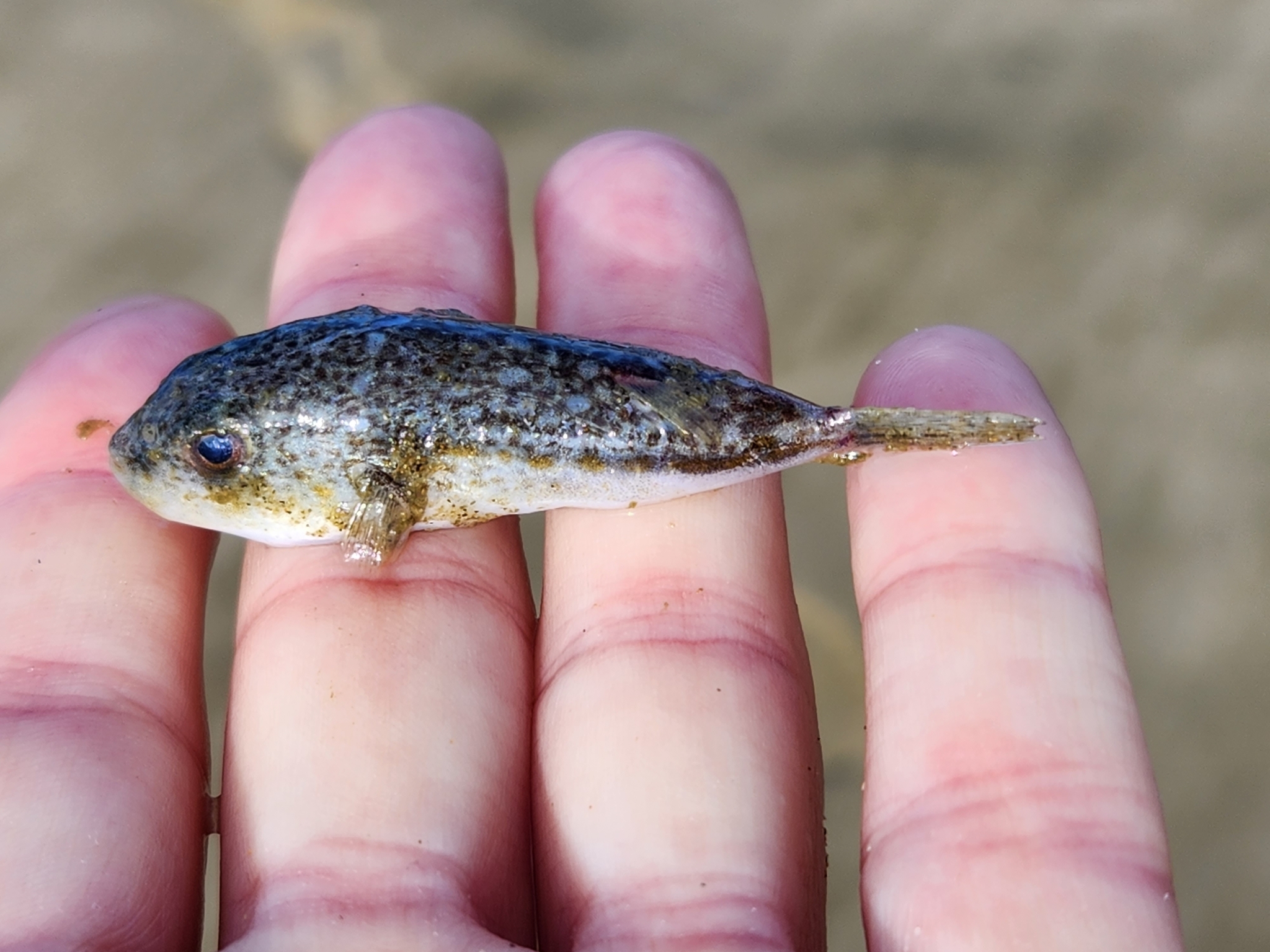 Highfin Toadfish photo 5