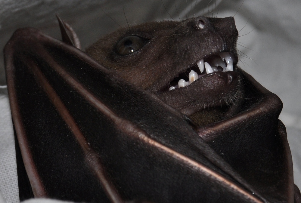 Indonesian Short-Nosed Fruit Bat