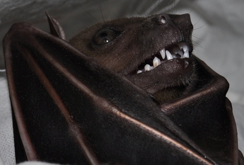 Indonesian Short-nosed Fruit Bat (Cynopterus titthaecheilus) — Least Concern Mammalia