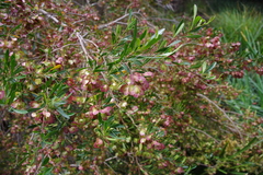 Dodonaea viscosa cuneata